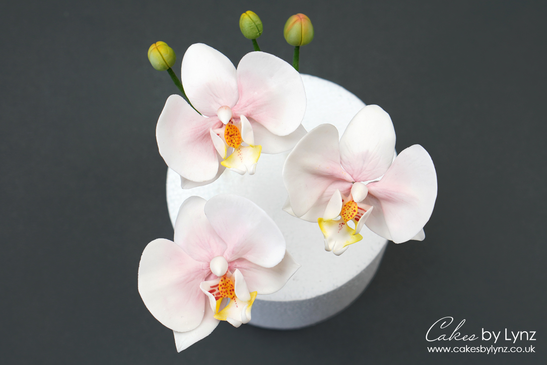 how to make Gumpaste sugar orchids tutorial